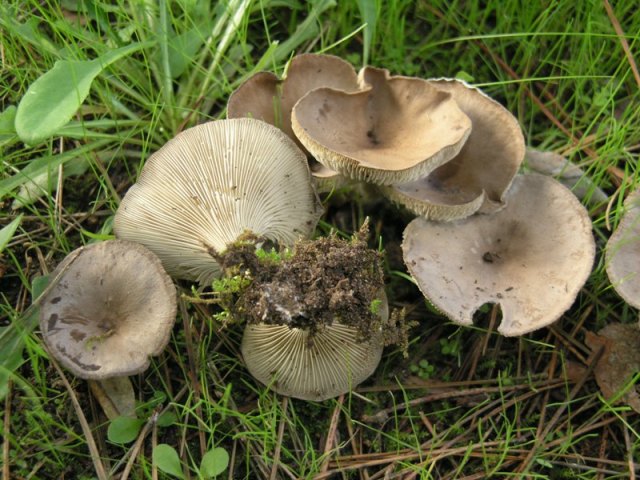 Clitocybe....???